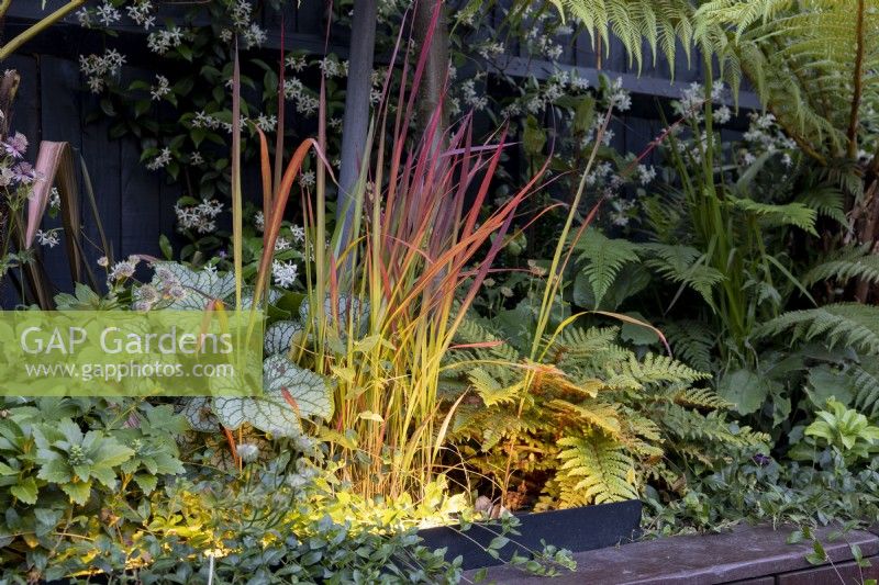 Imperata 'Red Baron'  with garden lighting in border