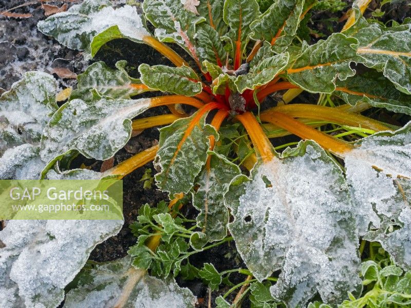 Swiss Chard - Beta growing in frost and snow December Winter