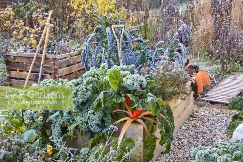 Kitchen garden with raised beds full of winter vegetables - kale and  Swiss chard.