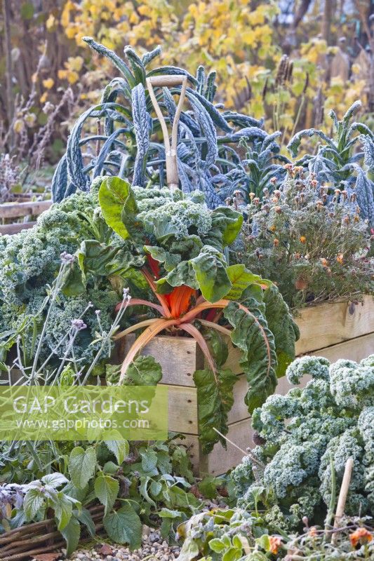 Kitchen garden with raised bed full of winter vegetables - kale and  Swiss chard.
