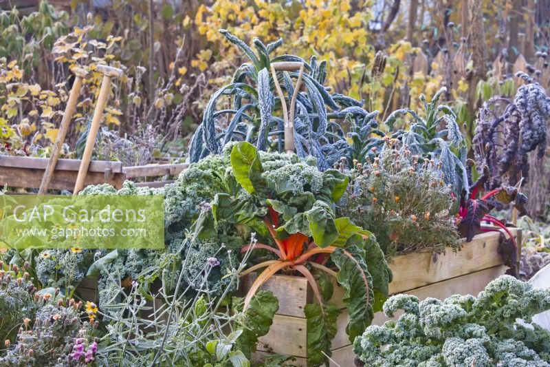 Kitchen garden with raised beds full of winter vegetables - kale and  Swiss chard.
