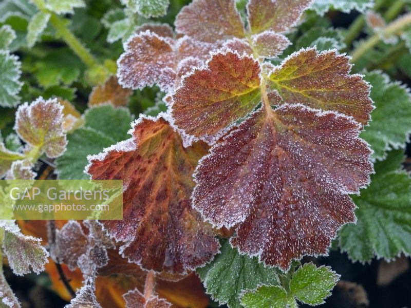 Geum Queen of Orange leaves with frost in Winter December