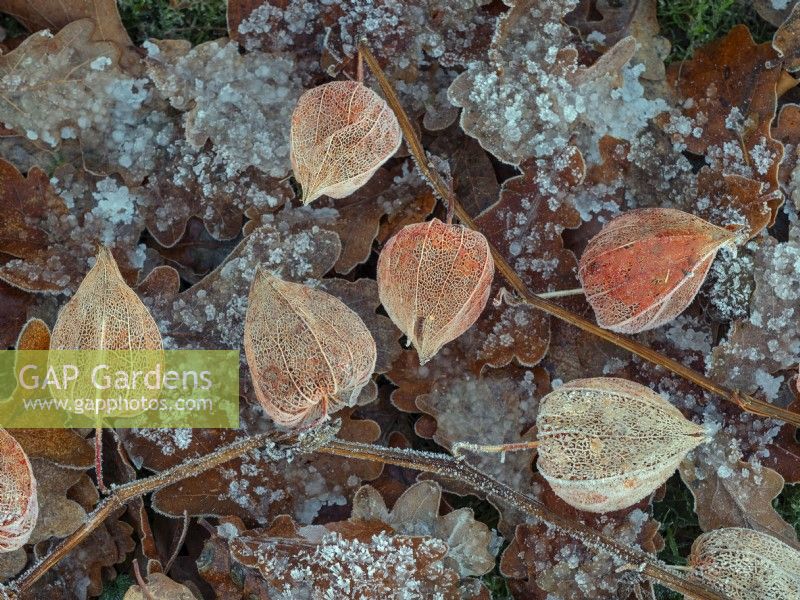 Physalis alkekengi - Chinese lantern seed cases covered in frost December