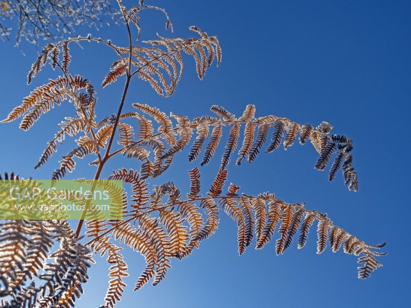 Pteridium aquilinum - frost on bracken  winter  December