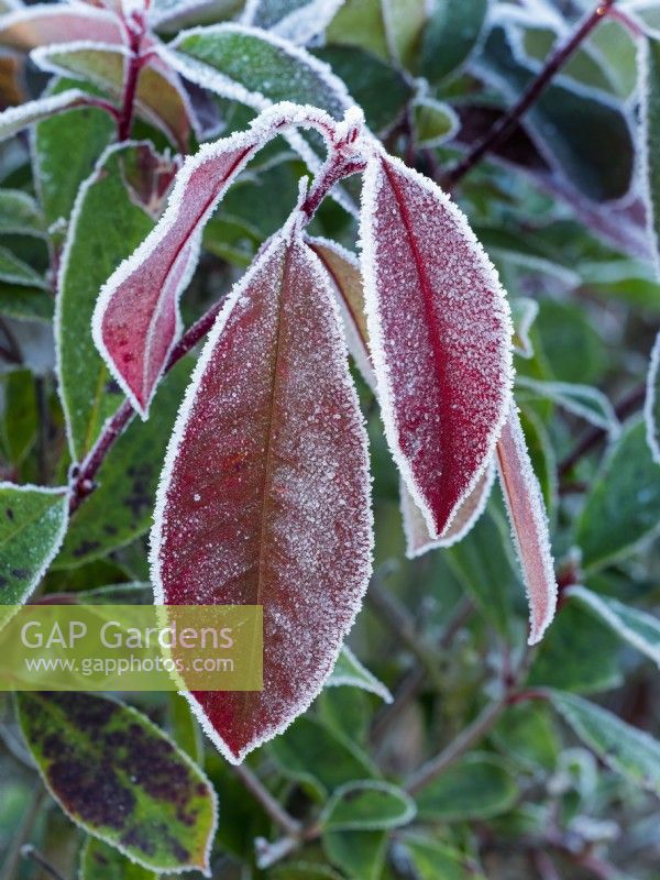 Photinia x fraseri 'Robusta' leaves on a frosty morning December