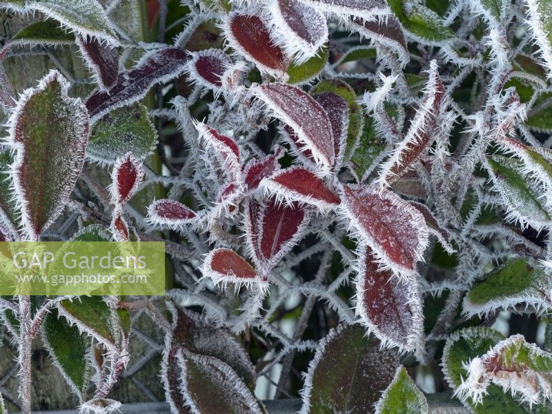 Photinia x fraseri 'Robusta' leaves on a frosty morning December