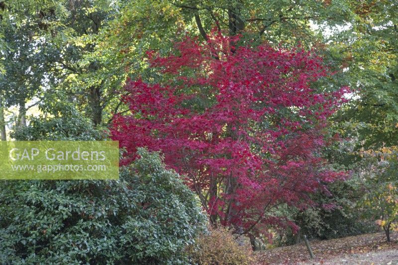Acer Palmatum 'Trompenberg' at Bodenham Arboretum, October