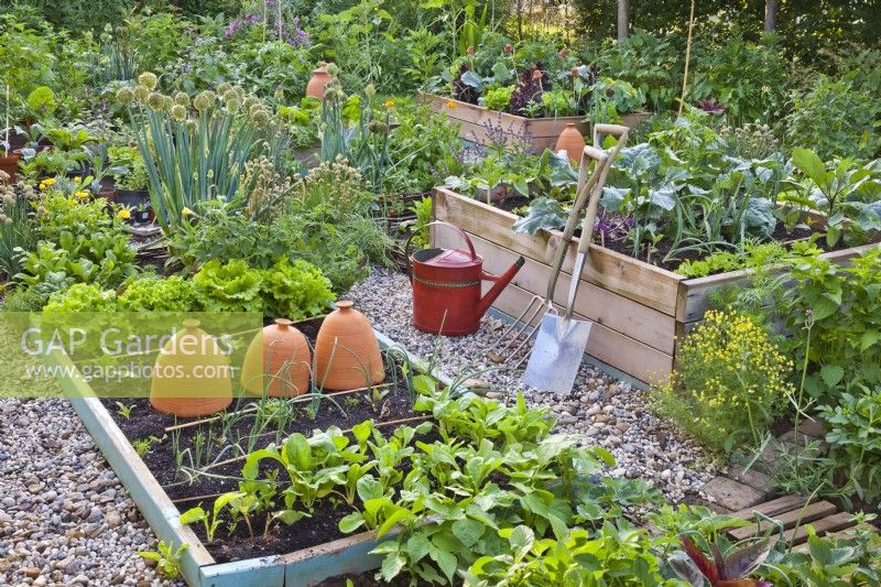 Raised beds with growing crops in organic kitchen garden.