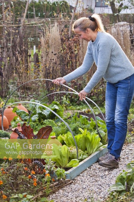 Woman placing metal arches over vegetable bed for winter protection.