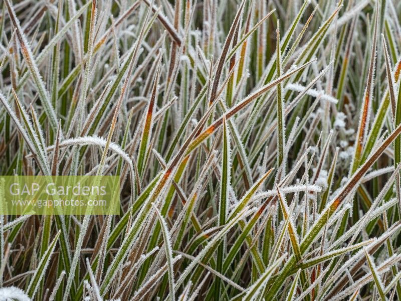 Libertia  'Gold Leaf'  frost covered in winter December