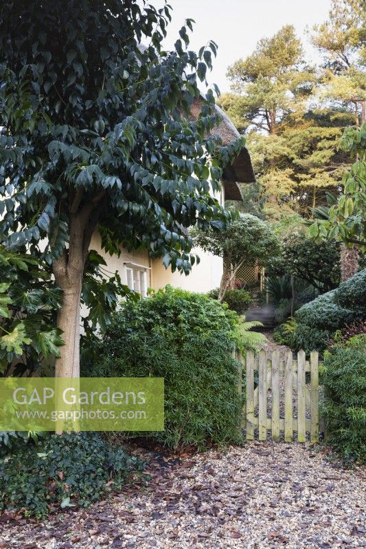 Garden gate framed by evergreen plants in December including small tree Ligustrum lucidum.