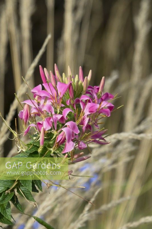 Cleome hassleriana or Spider plant in autumn.