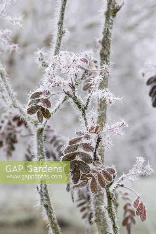 Sorbus pseudohupehensis 'Pink Pagoda' - Pink Hupeh Mountain Ash foliage in the frost