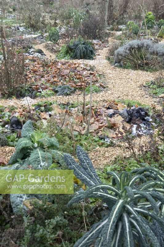 Vegetable garden with paths in organic form in winter. Ground covered with leaves from cold.