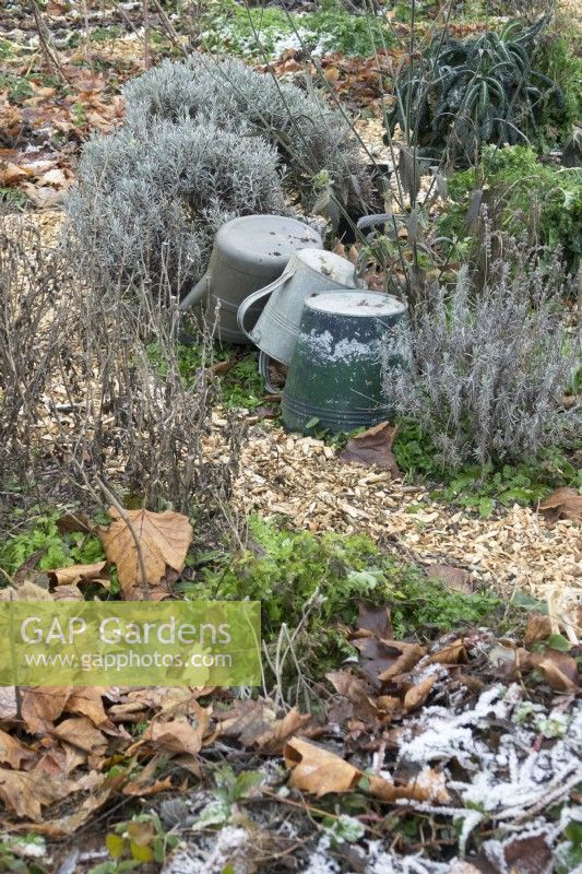 Vegetable garden in winter. Watering cans hidden in border.