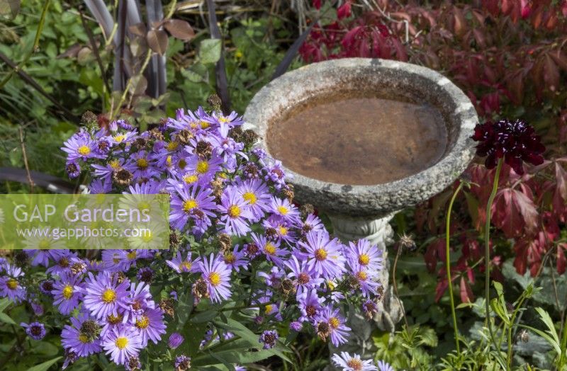 Michaelmas daisies  grow beside a stone bird bath with scabious Black Knight flower to the right. Autumn.