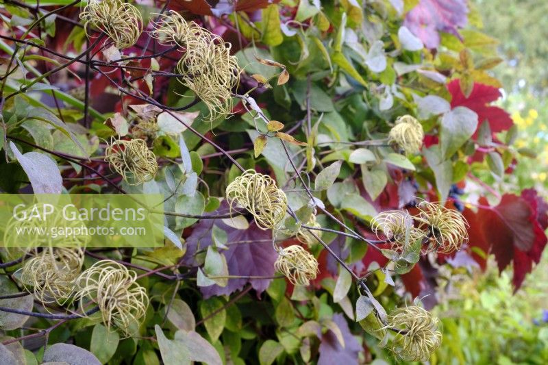 Clematis 'Bill MacKenzie' with Vitis vinifera 'Spetchley Red'