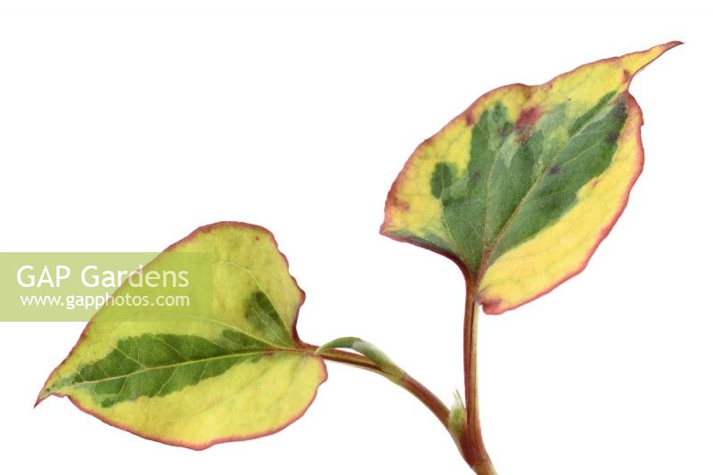 Houttuynia cordata  'Chameleon'  Foliage  Syn.  Houttuynia cordata 'Tricolor'  June