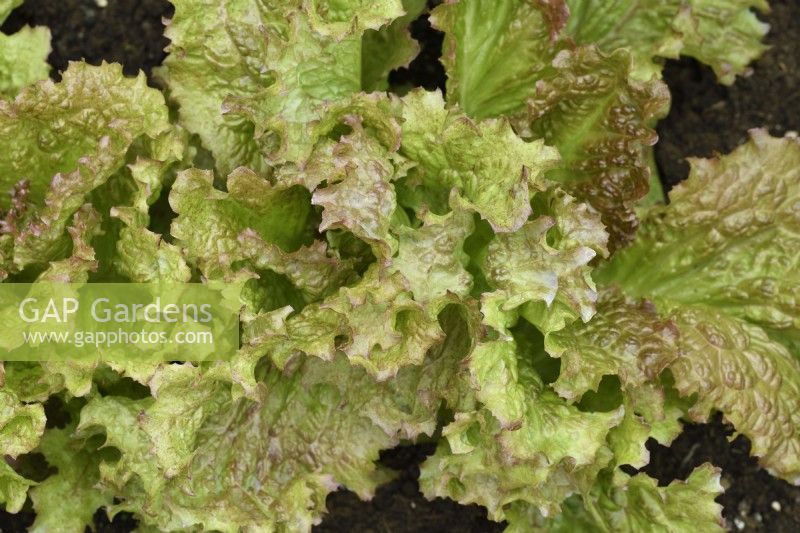 Lactuca sativa  'Red Velvet'  Lettuce grown in shaded greenhouse  June