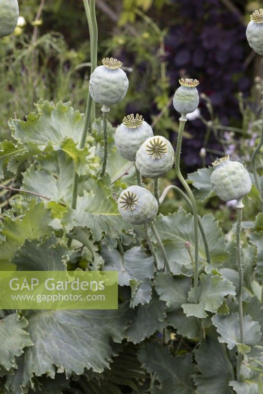 Poppy seed heads, Papaver somniferum The Giant.  June.