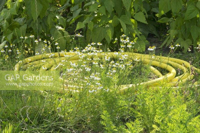 Yellow garden hose in garden with Matricaria chamomilla.