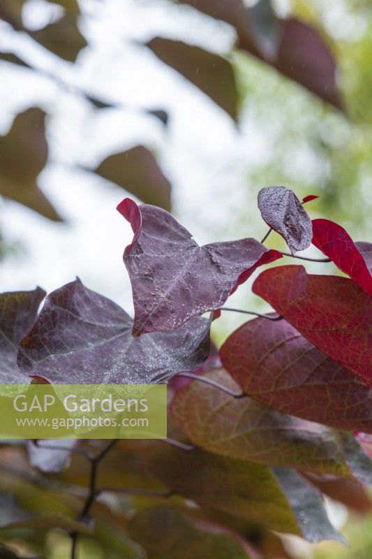 close up of a Cercis canadensis 'Forest Pansy', Redbud