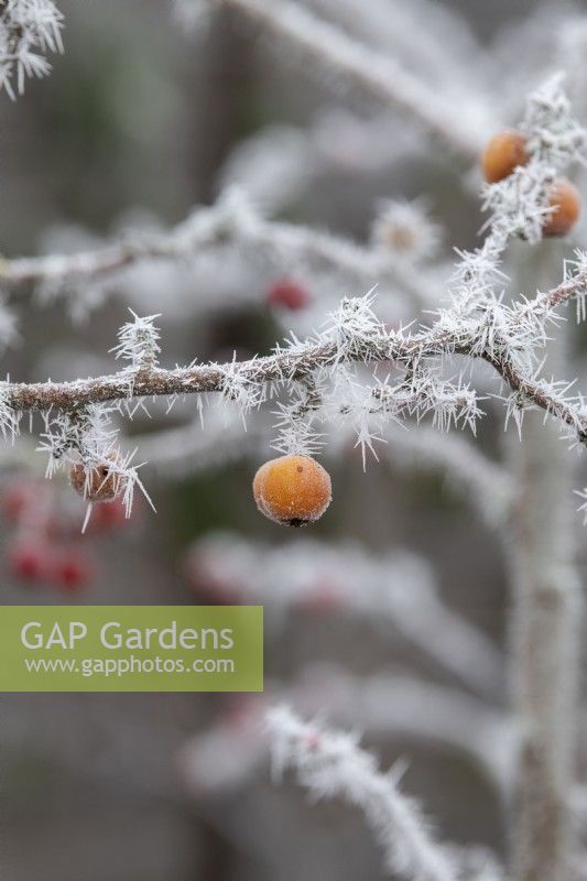 Malus x zumi 'Golden Hornet' - Crab apple in the frost