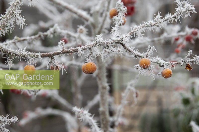 Malus x zumi 'Golden Hornet' - Crab apple in the frost
