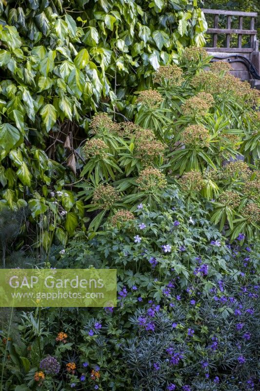 Small garden border with Variegated Ivy covering wall, Honey Spurge and Perennial Wallflower, Erysimum 'Bowles Mauve'