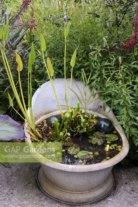 Slipper bath pond with Darlingtonia californica and water lilies in August