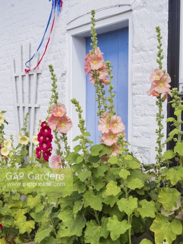 Althaea rosea - Hollyhock flowering in front of white painted cottage