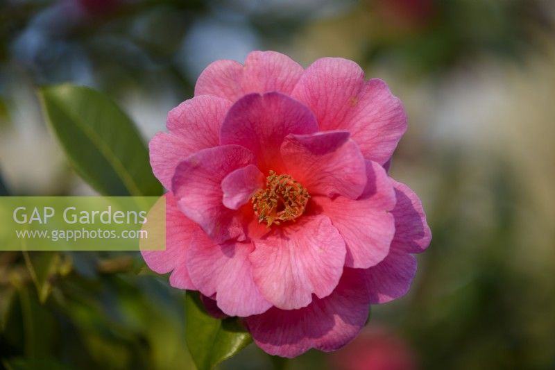 Camellia williamsii 'George Blandford'