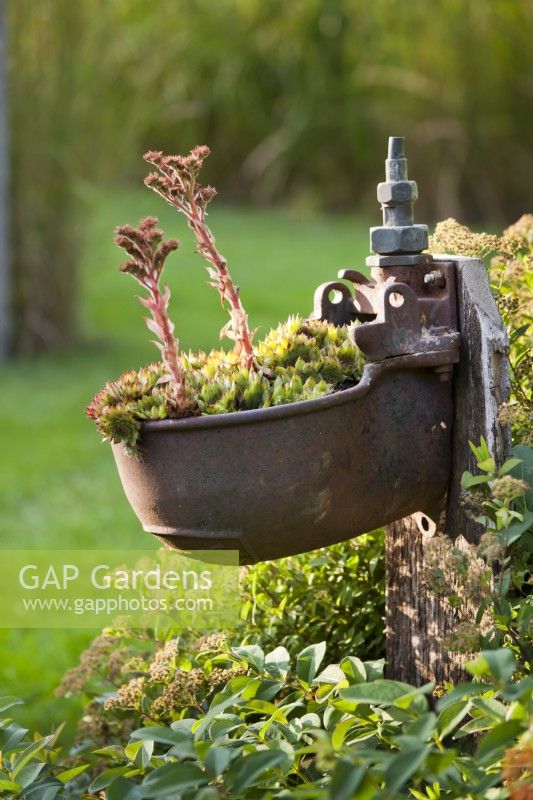 Rusty cow drinking bowl used as a planter for Sempervivum.