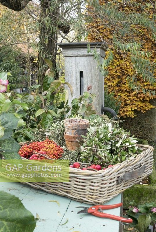 Basket filled with red berries, Malus Red Sentinel branches, terracotta pots and olive leaf garland, to make Christmas decorations, and red pruning shears on table in front of rustic old wooden waterpump.