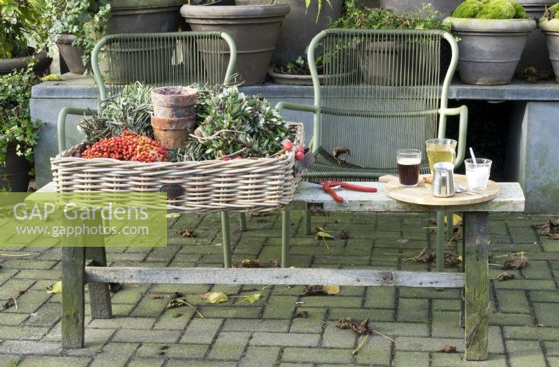 Green modern chairs and basket filled with red berries garland, Malus Red Sentinel branches, terracotta pots and olive leaves garland, to make Christmas decorations, and red pruning shears on wooden bench in front of grey pots. Coffee, sugar, milk and tea on wooden tray.