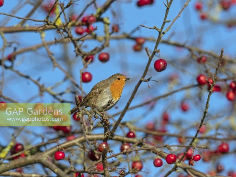 Robin Erithacus rubecula on Crab apple tree in in January Norfolk