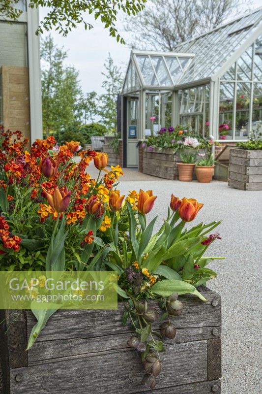 Wooden planter with orange flowers including violets, wallflowers and tulips. Greenhouse and resin bound gravel pathway behind.

Horatio's Garden South West - Salisbury
The Duke of Cornwall Spinal Treatment Centre