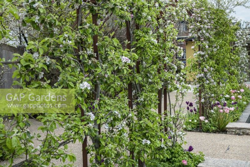 Rusted steel archway with trained apple trees in blossom and underplanted with 
tulips 'Recreado' and Angelique'.
 
Horatio's Garden South West - Salisbury
The Duke of Cornwall Spinal Treatment Centre