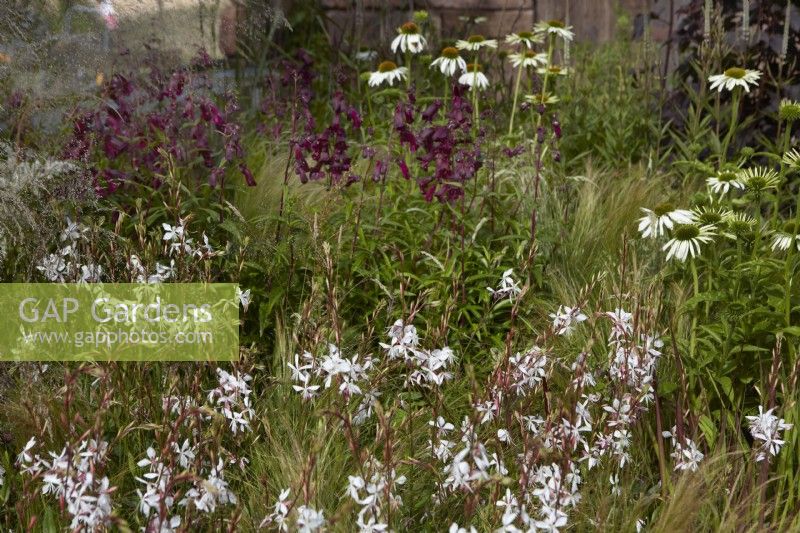 Naturalistic planting with Oenothera lindheimeri 'Whirling Butterflies' -gaura- echinacea and purple penstemon. Summer. July.
