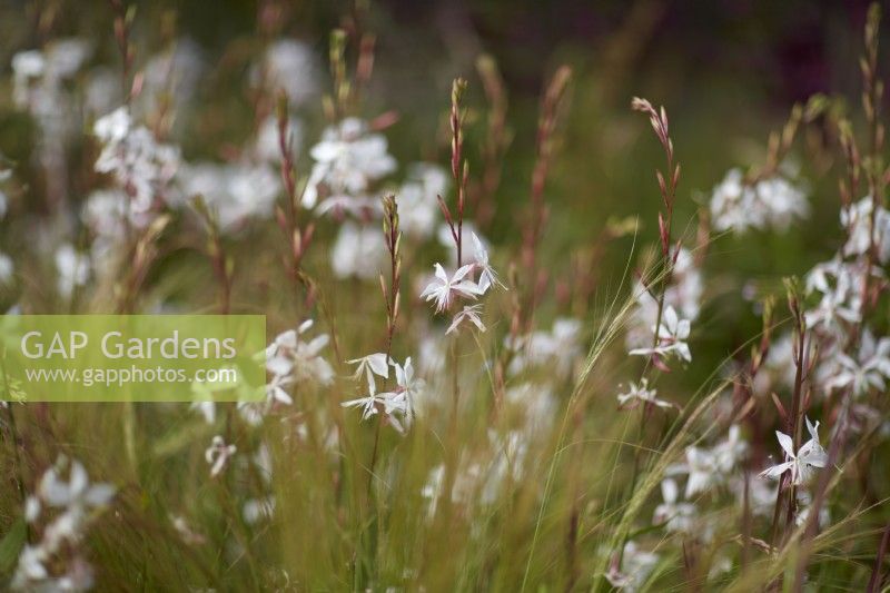 Naturalistic planting with Oenothera lindheimeri 'Whirling Butterflies' -gaura- Summer. July.