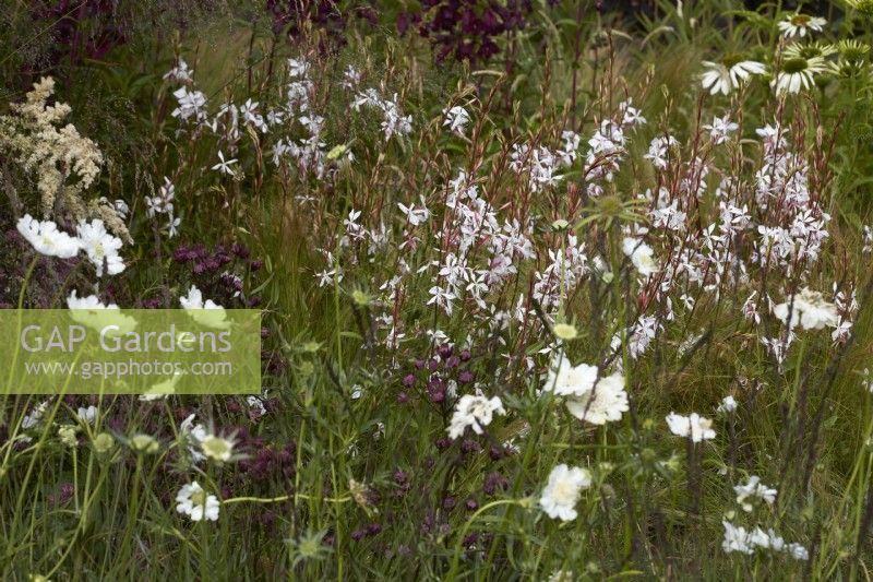 Naturalistic planting with Oenothera lindheimeri 'Whirling Butterflies' -gaura - scabiosa and grasses. Summer. July.