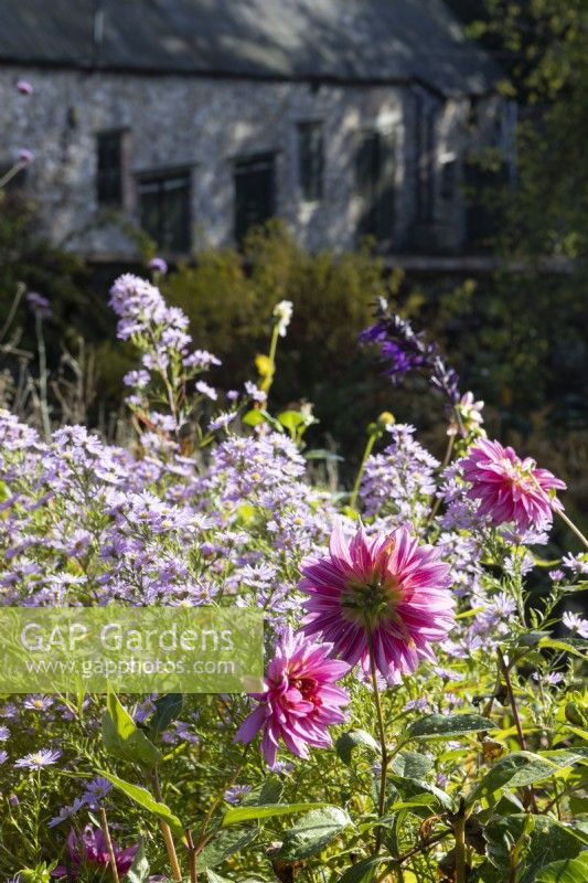 Dahlia Mambo and Michaelmas  daisy, Aster, flowers with an old stone barn in the background. Regency House, Devon NGS garden. Autumn