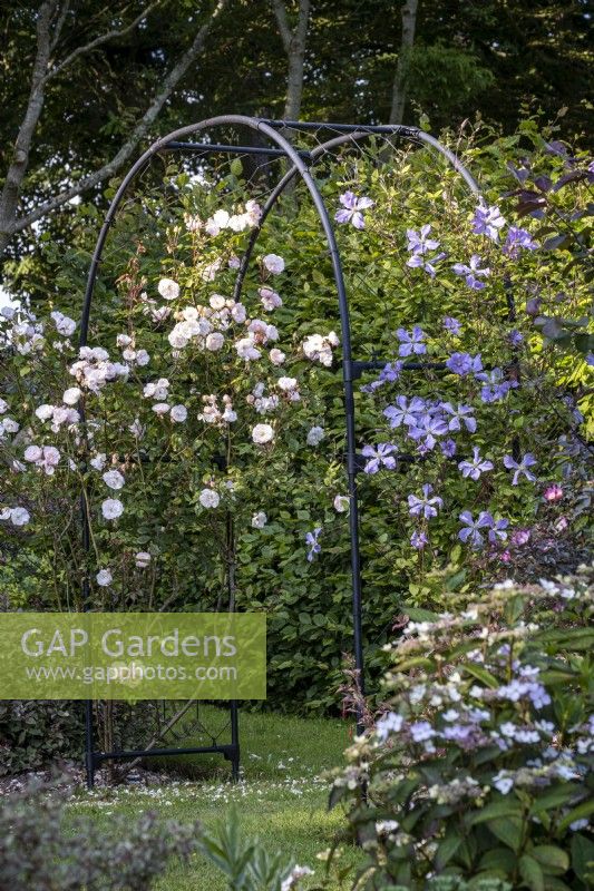 Metal garden arch with climbers Rosa 'Lady of the Lake', and Clematis 'Prince Charles'.