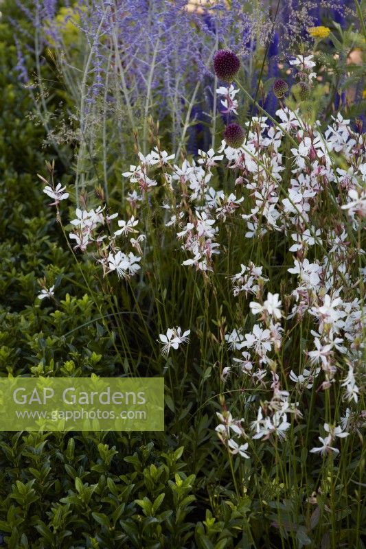Summer border in July with Gaura lindheimeri 'Whirling Butterflies', buxus and Perovskia 'Blue Spire'.