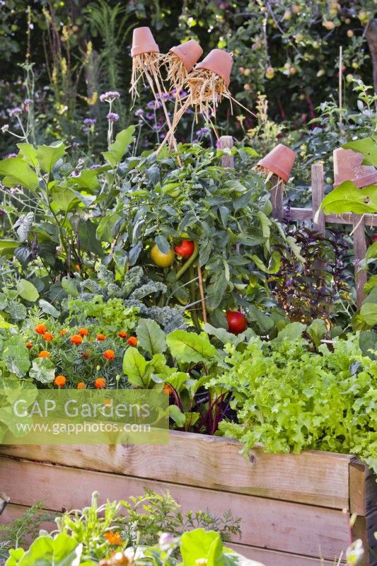 Raised wooden vegetable bed with French marigold, beetroot, lettuce, aubergine, basil and tomato.