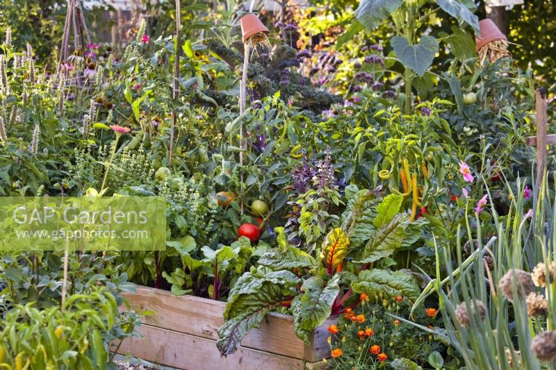 Raised bed with Swiss chard, basil, tomatoes, beetroot and peppers,.