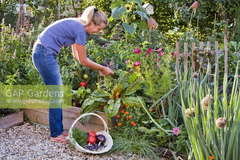 Woman harvesting vegetables and herbs from raised bed with basil, Swiss chard, peppers, beetroot and tomatoes.