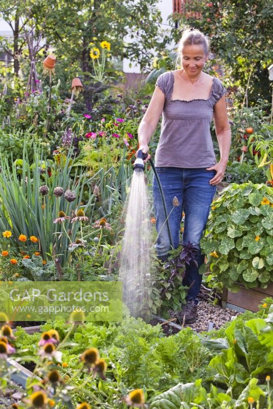 Watering a vegetable garden with a spray hose.
