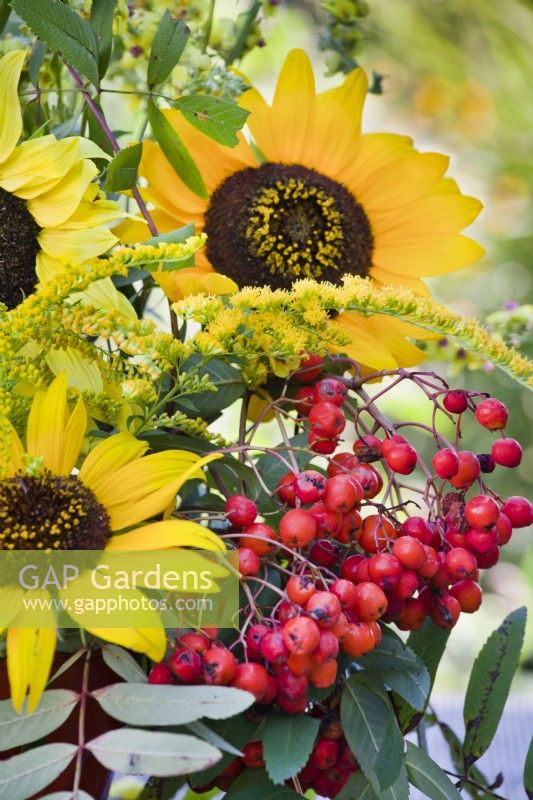 Autumn bouquet containing sunflowers, goldenrod, rowan and mullein.