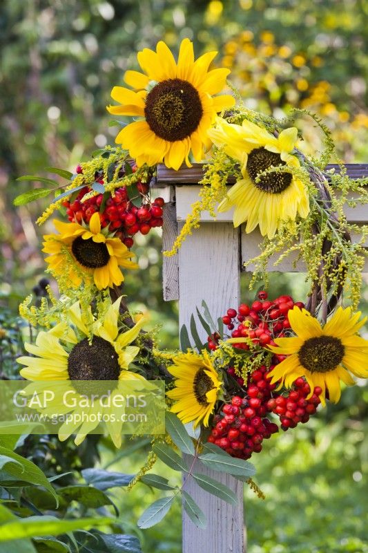 Wreath made of sunflowers, rowan berries and goldenrod.
